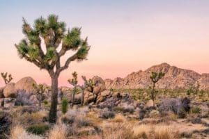 Joshua Tree: Self-Guided Driving Audio Tour