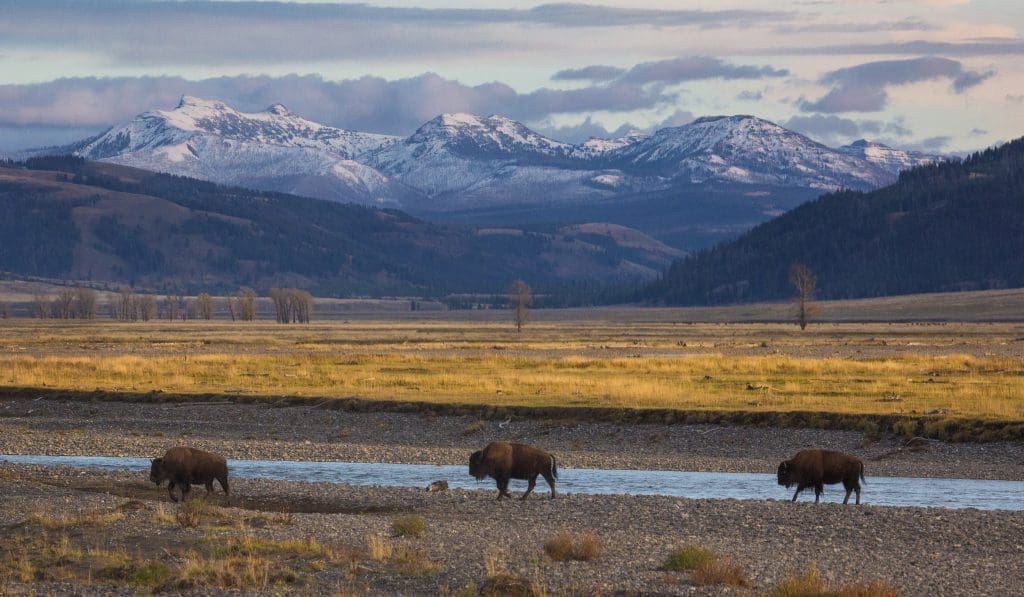 What Makes Yellowstone Famous Geysers Falls Wildlife More