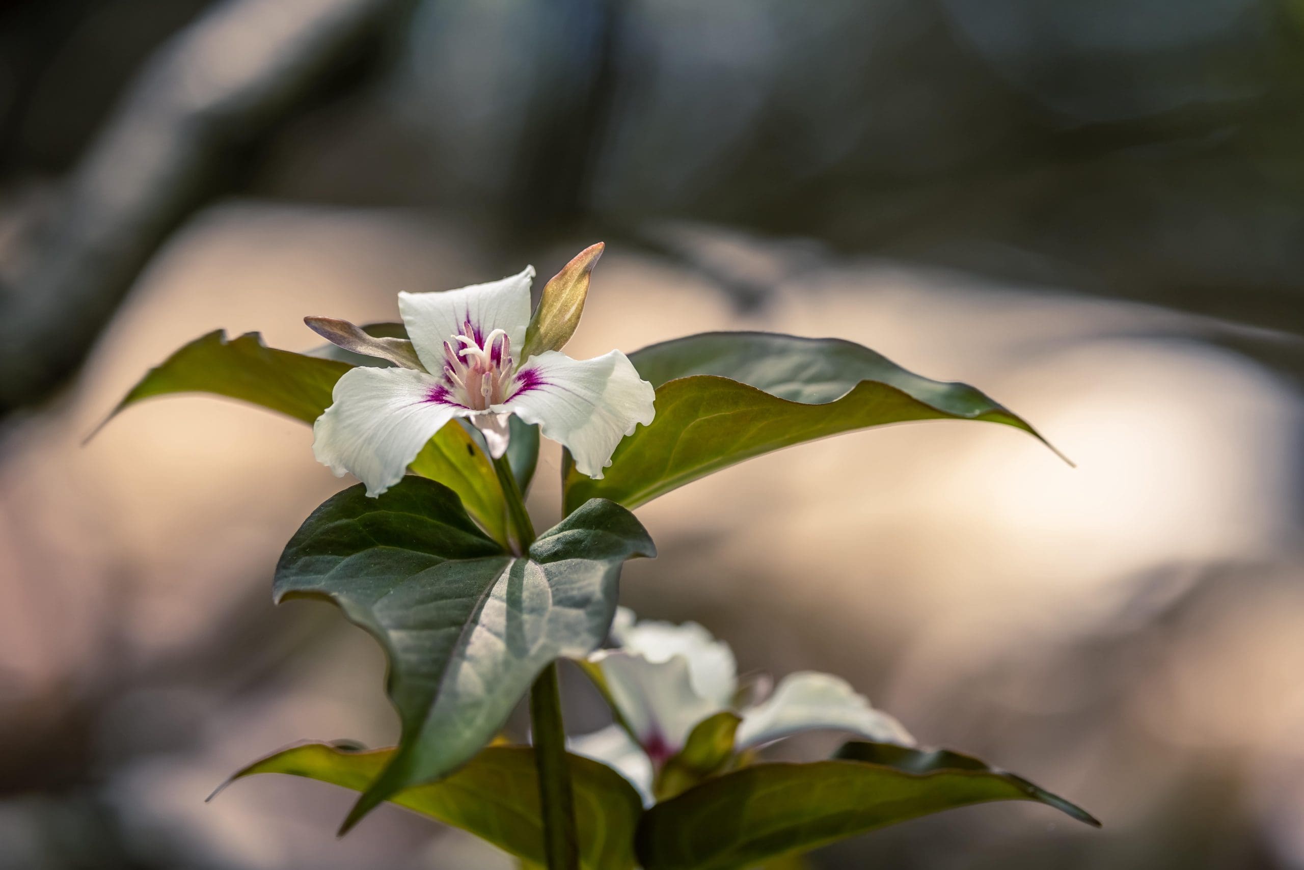 What is special about Grand Staircase-Escalante?