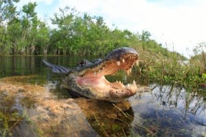 Everglades Tour: Self-Guided Drive