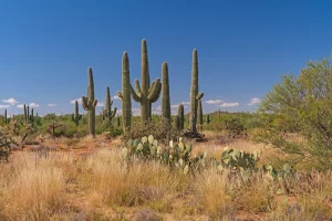 Saguaro National Park Tour: Self-Guided Drive