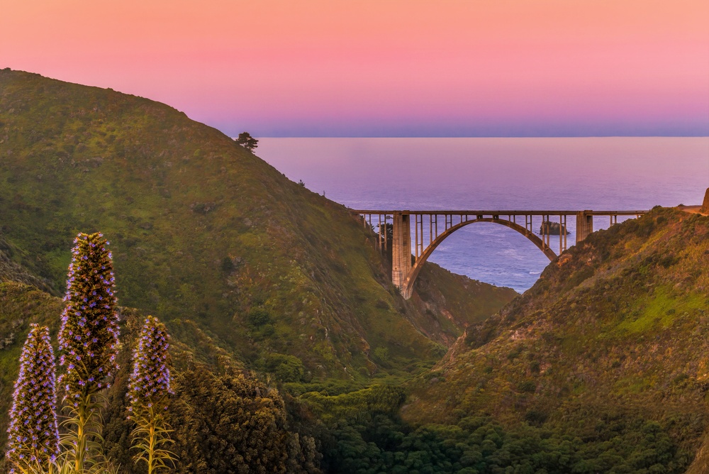 Why visit Big Sur’s blooming wildflowers in late February?