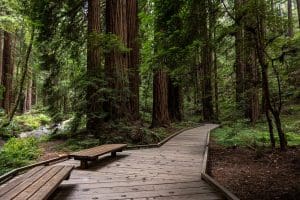 Muir Woods Tour: Self-Guided Drive And Walk