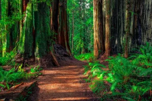 Redwood National Park Tour: Self-Guided Drive