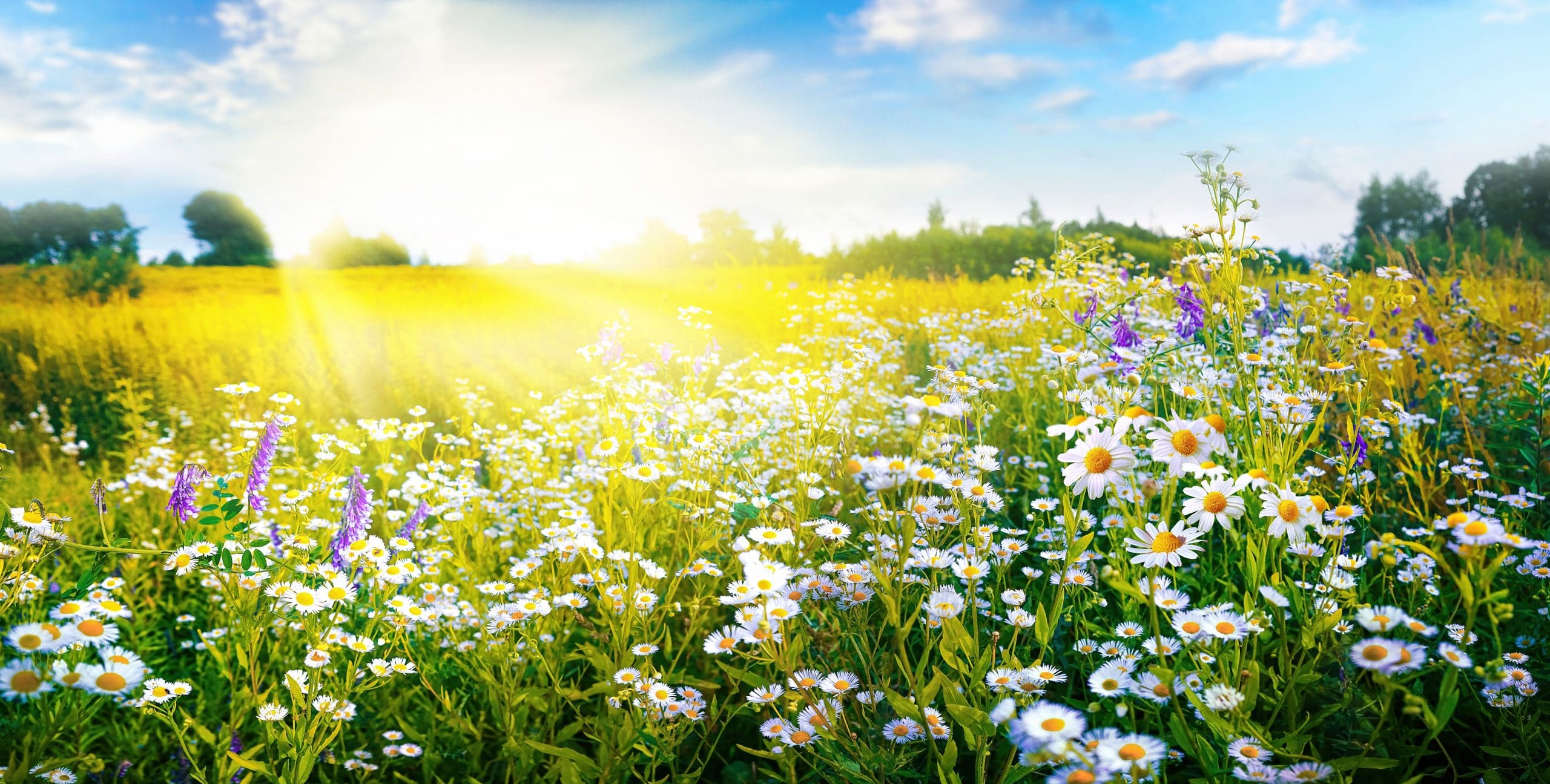 What Is Springfield Illinois Known For What Is Springfield Illinois Known For