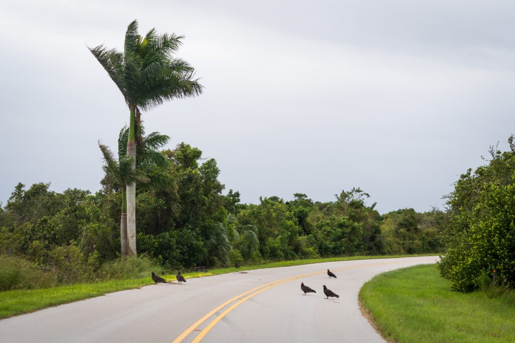 Best Time to Visit the Florida Everglades: Seasonal Tips for a Smarter Drive 1 Best Time to Visit the Florida Everglades