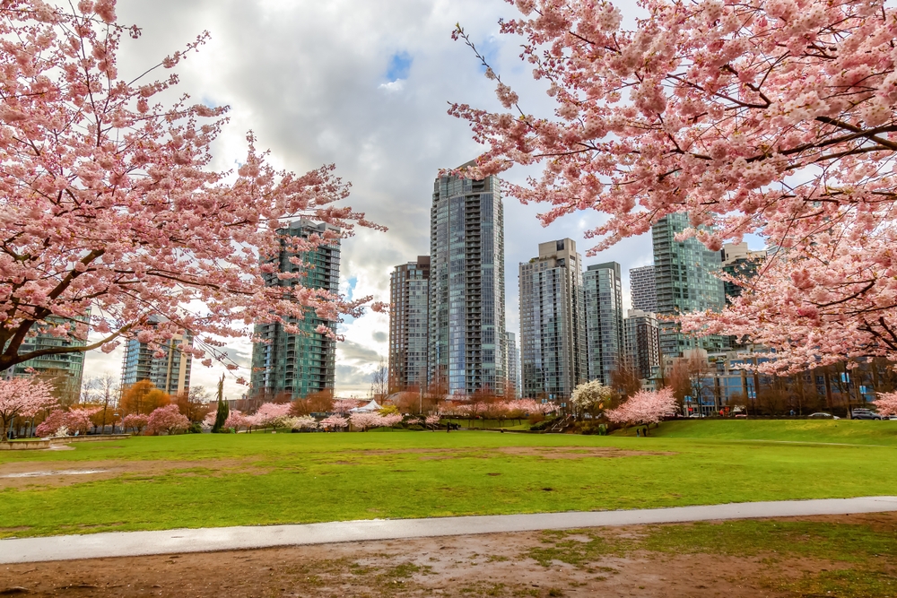 Cherry Blossom in Downtown Vancouver British Columbia Canada