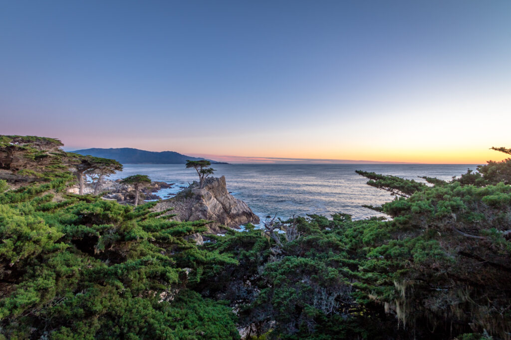 Lone Cypress 1