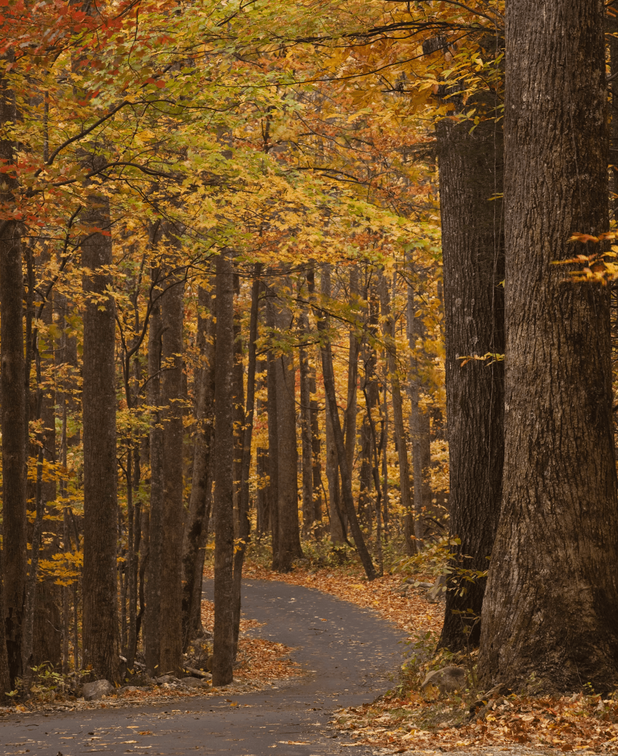 Roaring Fork Nature Trail Audio Tour